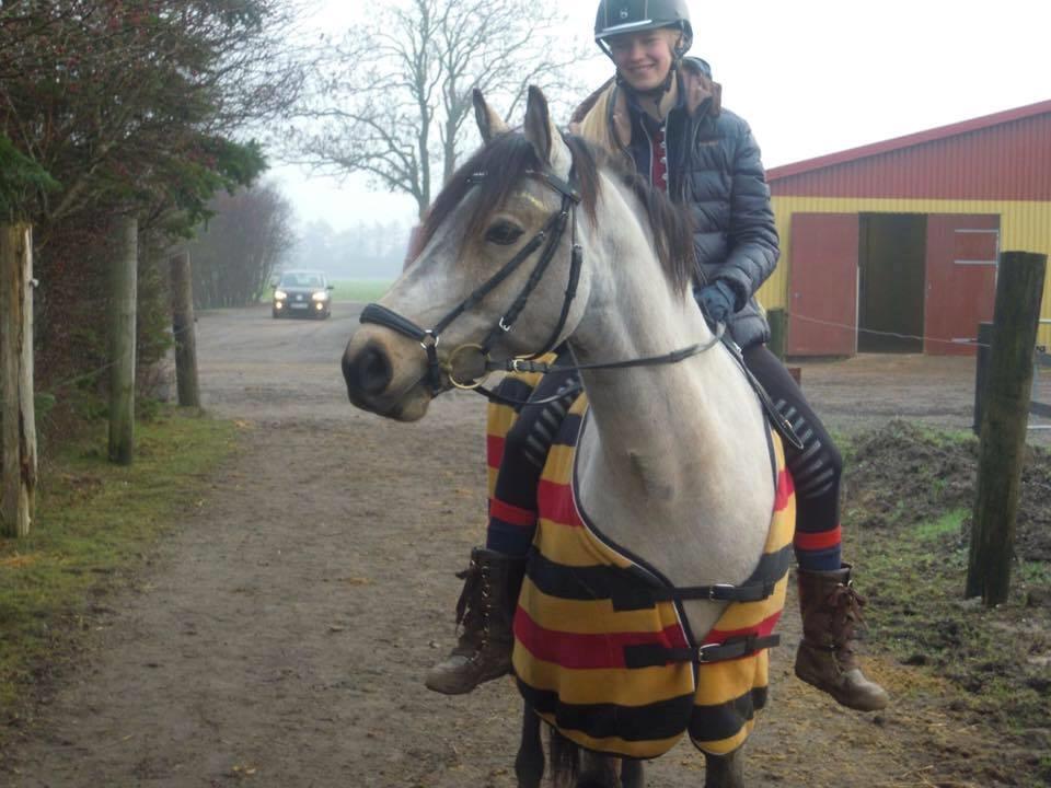 Connemara Skærgårdens Marvelous Night - Vinteren 2016, vi er ved at lære Malle at kende :-) billede 17