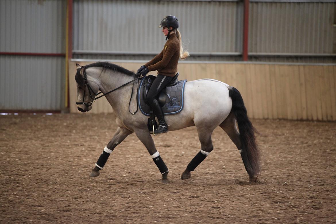 Connemara Skærgårdens Marvelous Night - Træning hjemme vinteren 2016, kort tid efter Malle flyttede ind :-) billede 19