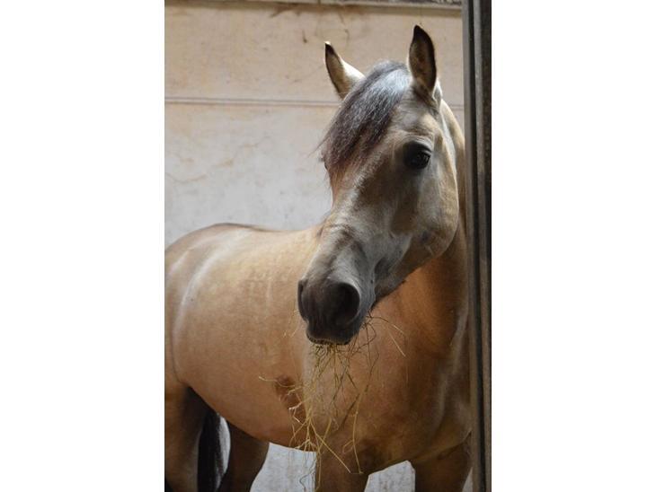 Connemara Skærgårdens Marvelous Night - Malle med sin smukke sommerfarve hos tidligere ejer :-) billede 20