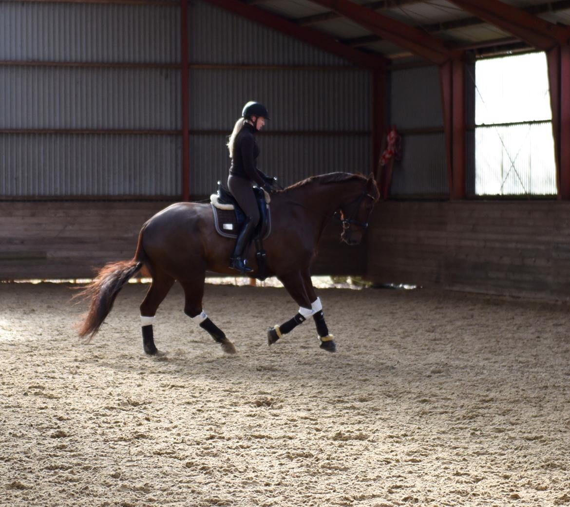 Dansk Varmblod Grønhøjgårds cosmo billede 5