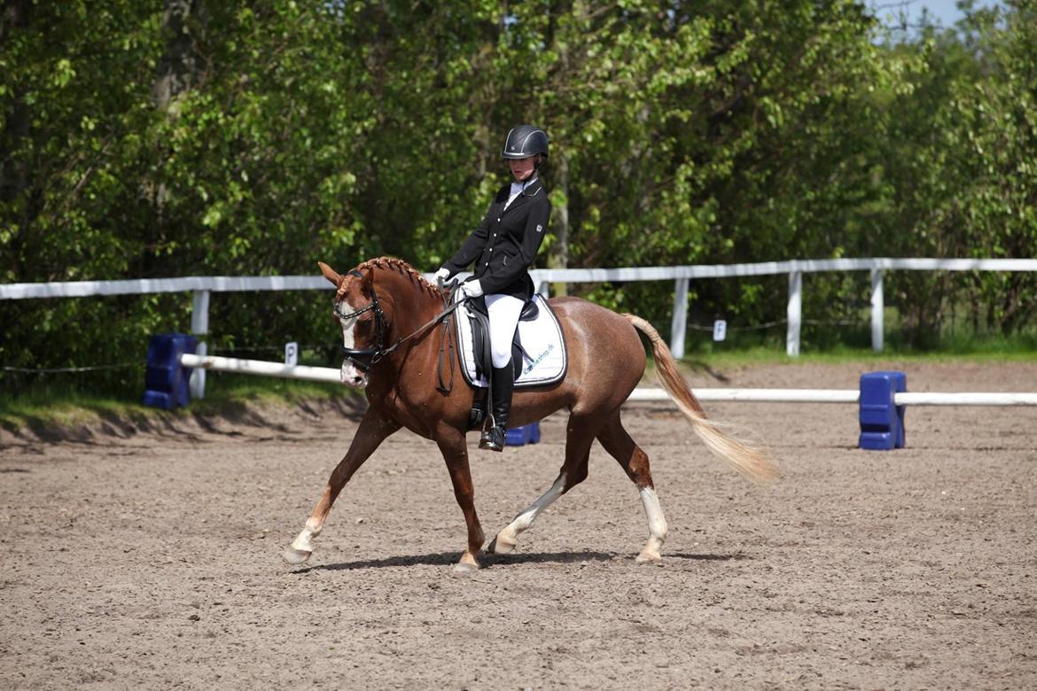 DSP Hoppesgård Stella - Stævne ØLR maj 2015. 2 x 1. pladser med bl.a. 75% i LC1 billede 8