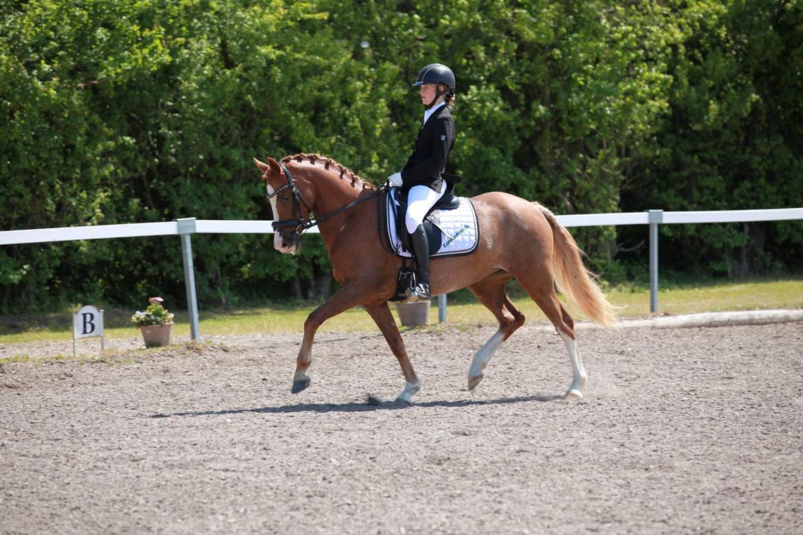 DSP Hoppesgård Stella - Stævne LFHR maj 2015 billede 1