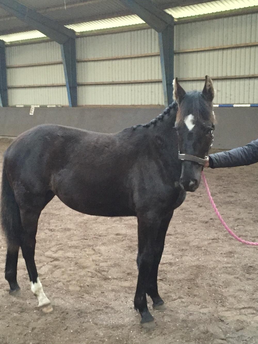 Oldenborg Østersvangs cornellie billede 12