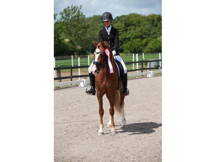 DSP Hoppesgård Stella - Klubmesterskab juni 15 billede 11