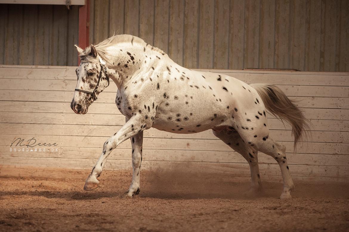Knabstrupper Noble af kronplet billede 1