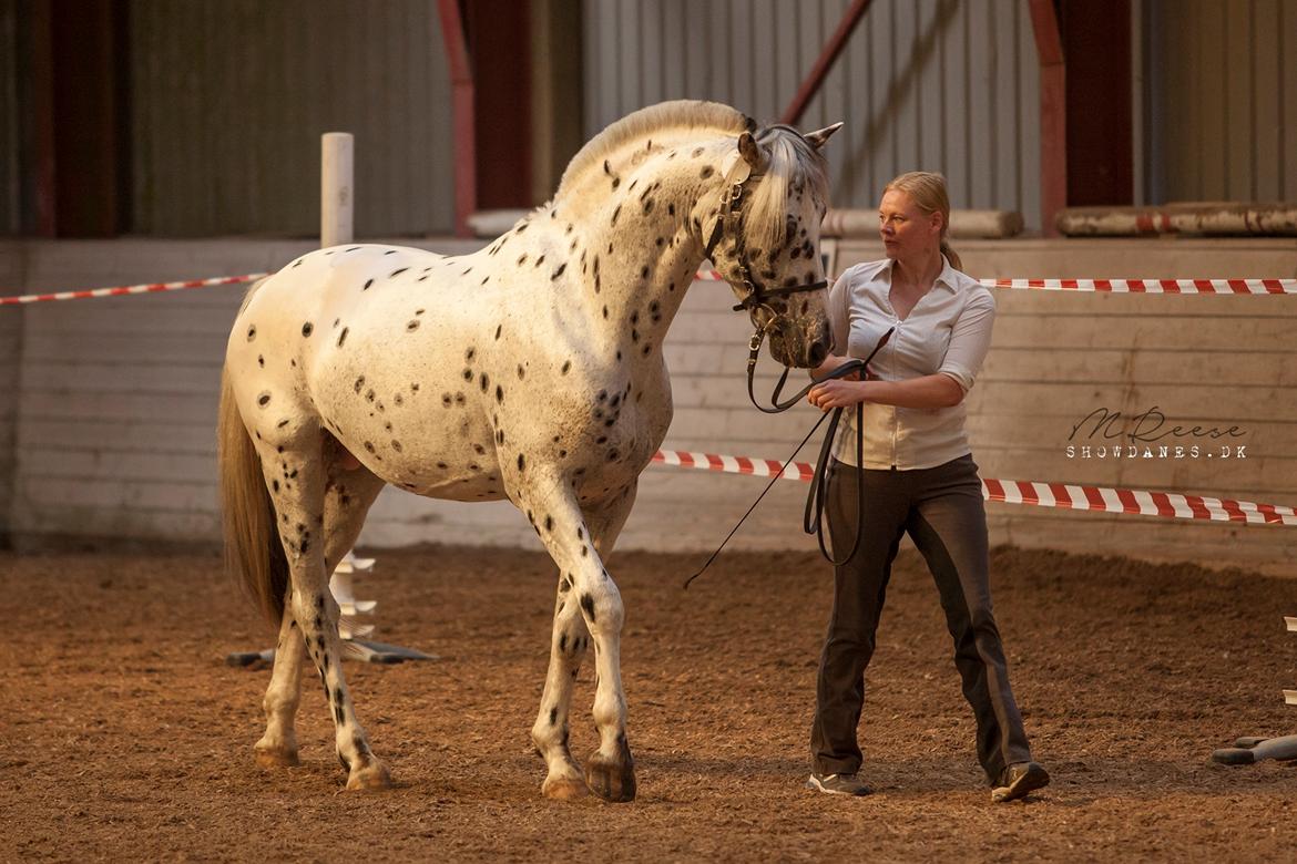 Knabstrupper Noble af kronplet billede 2