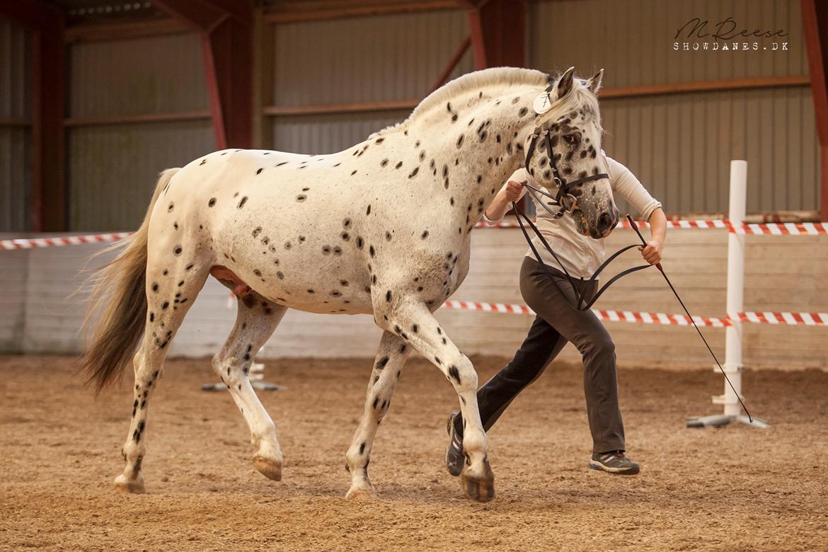 Knabstrupper Noble af kronplet billede 3