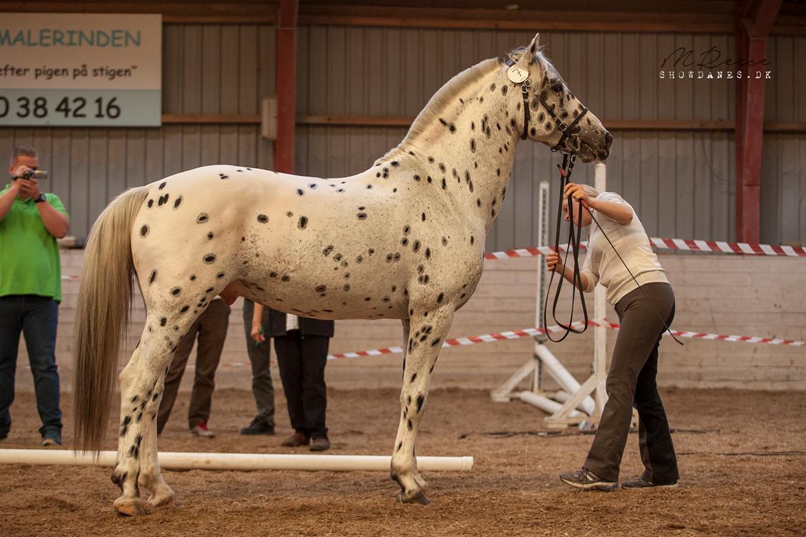 Knabstrupper Noble af kronplet billede 4