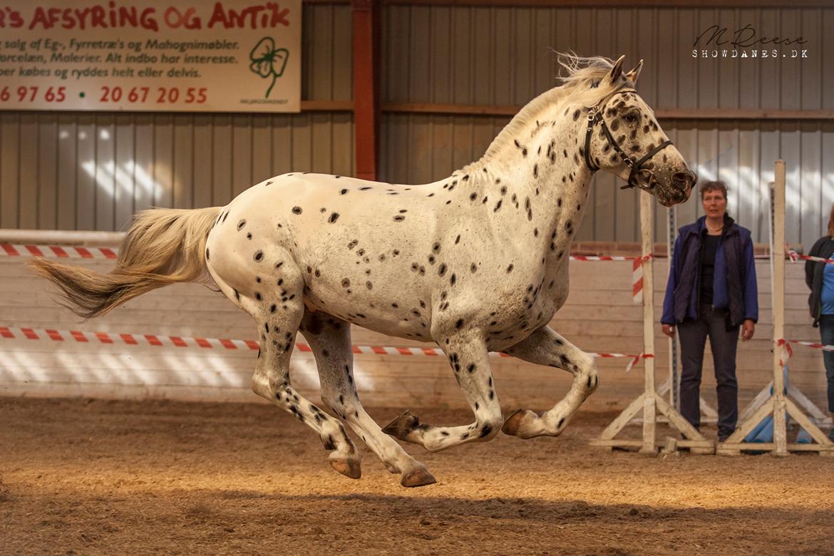 Knabstrupper Noble af kronplet billede 5