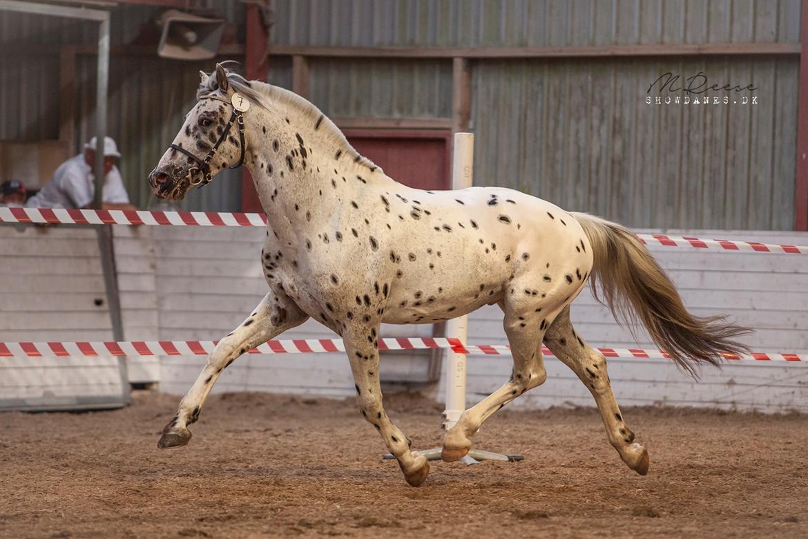 Knabstrupper Noble af kronplet billede 7