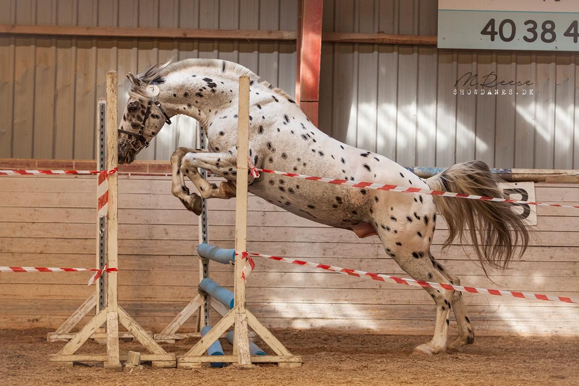 Knabstrupper Noble af kronplet billede 8