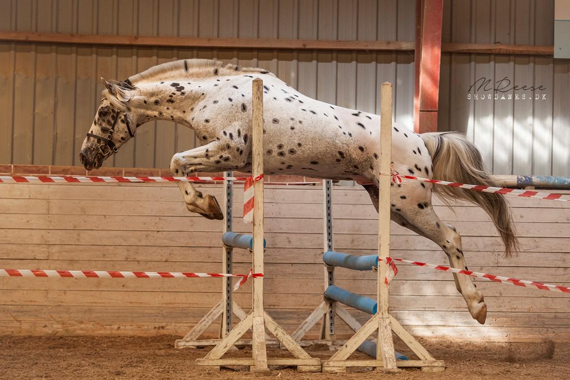 Knabstrupper Noble af kronplet billede 9