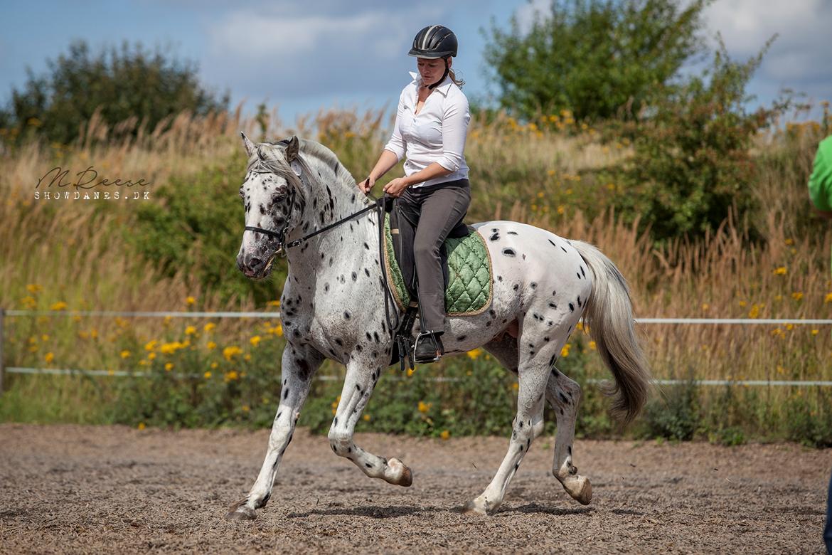 Knabstrupper Noble af kronplet billede 11