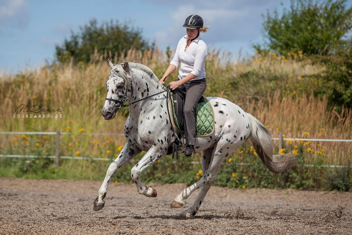 Knabstrupper Noble af kronplet billede 12