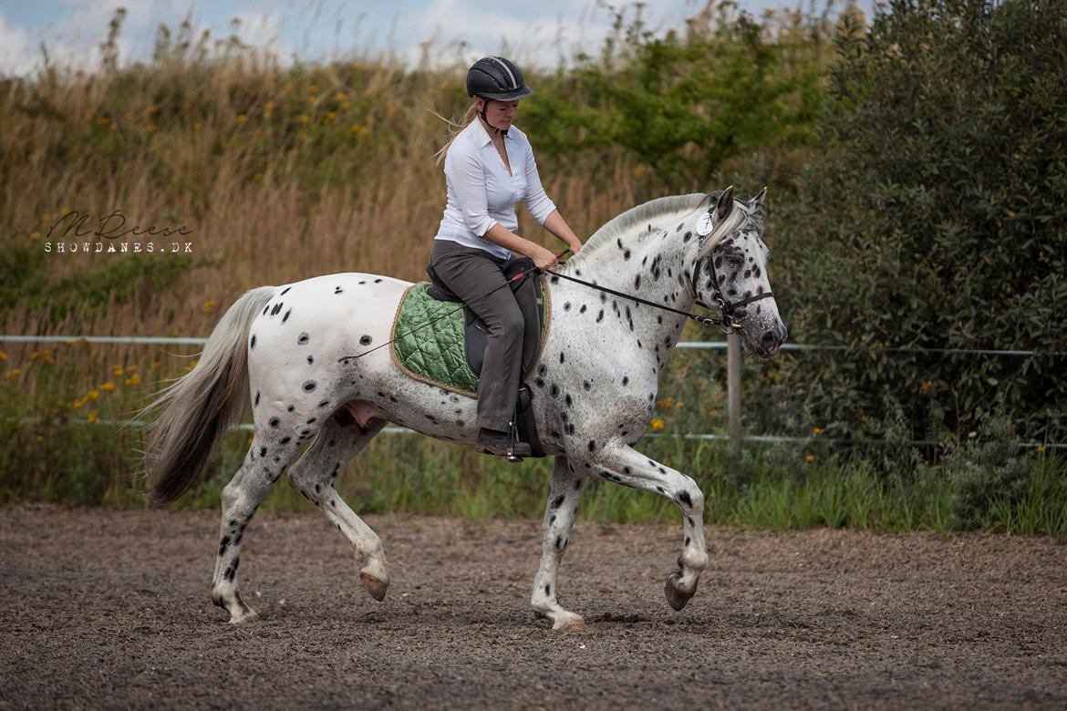 Knabstrupper Noble af kronplet billede 10
