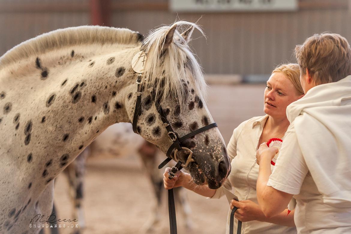 Knabstrupper Noble af kronplet billede 14