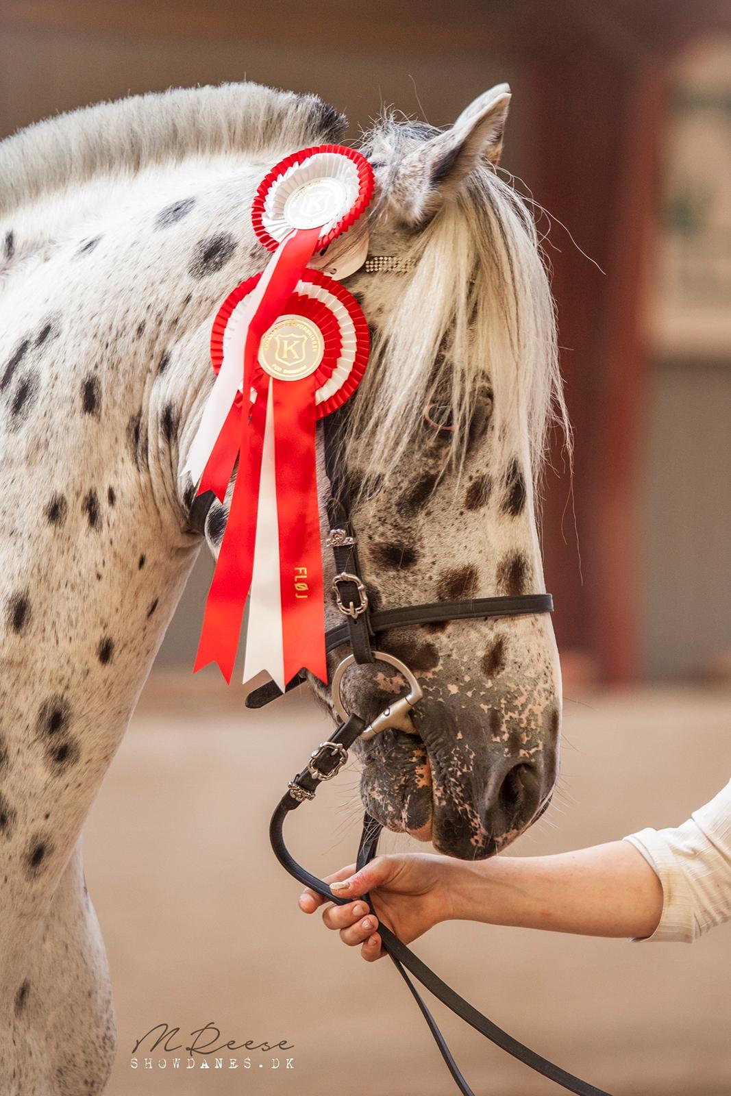 Knabstrupper Noble af kronplet billede 15