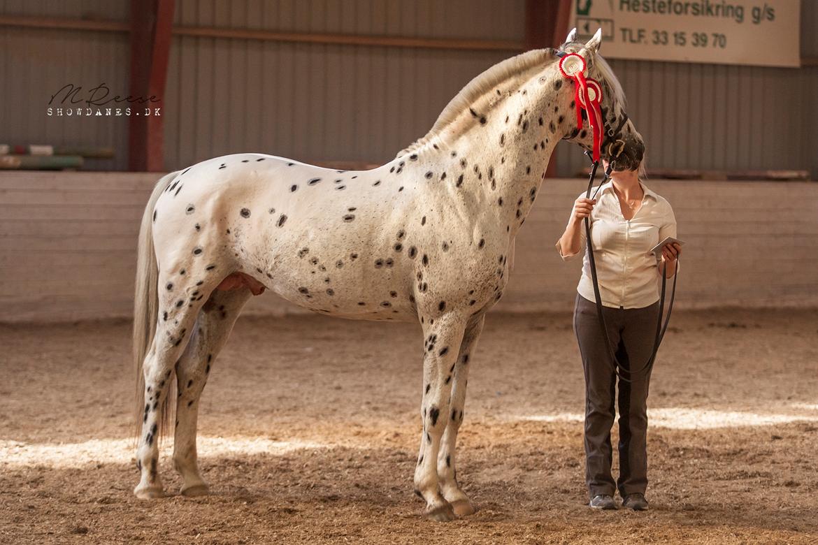 Knabstrupper Noble af kronplet billede 16