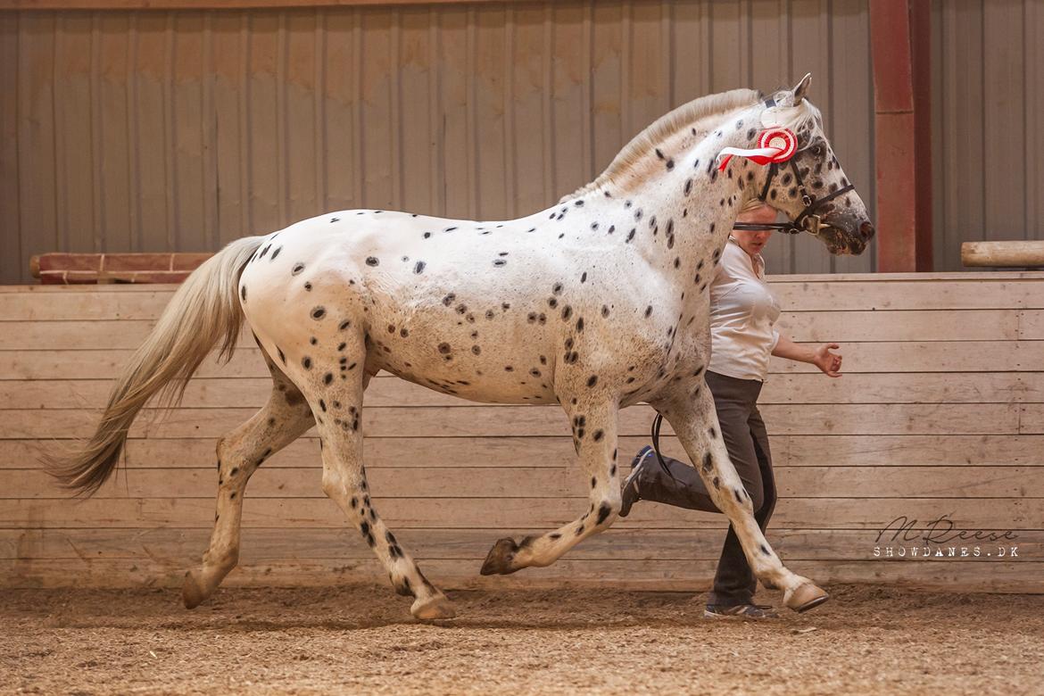 Knabstrupper Noble af kronplet billede 17