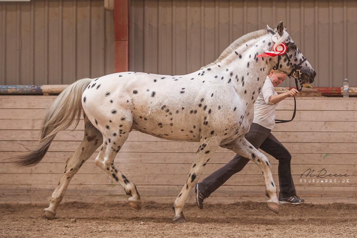 Knabstrupper Noble af kronplet billede 18