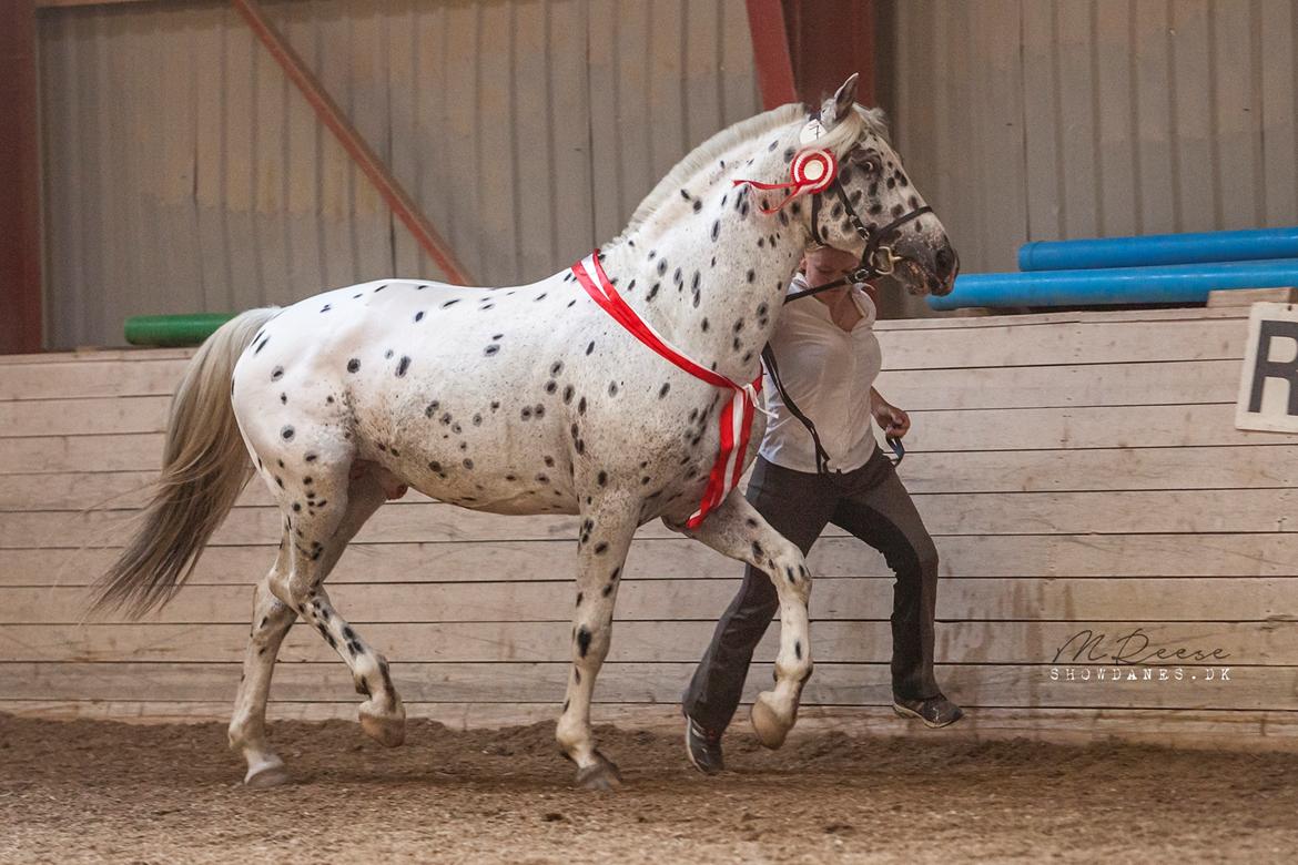 Knabstrupper Noble af kronplet billede 19