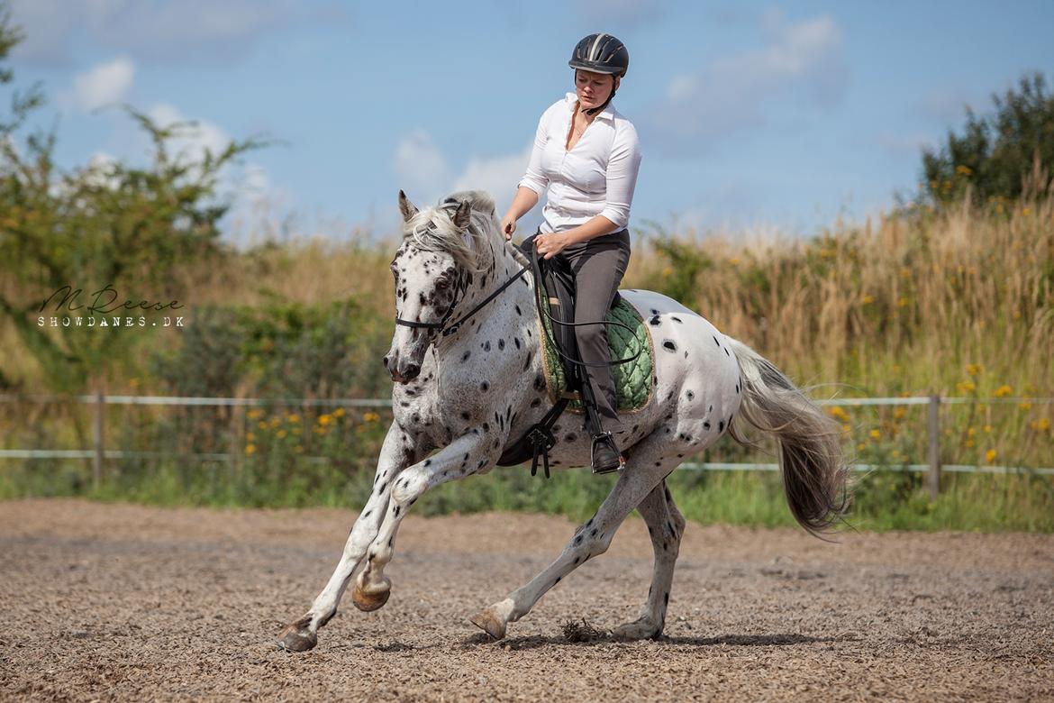 Knabstrupper Noble af kronplet billede 13