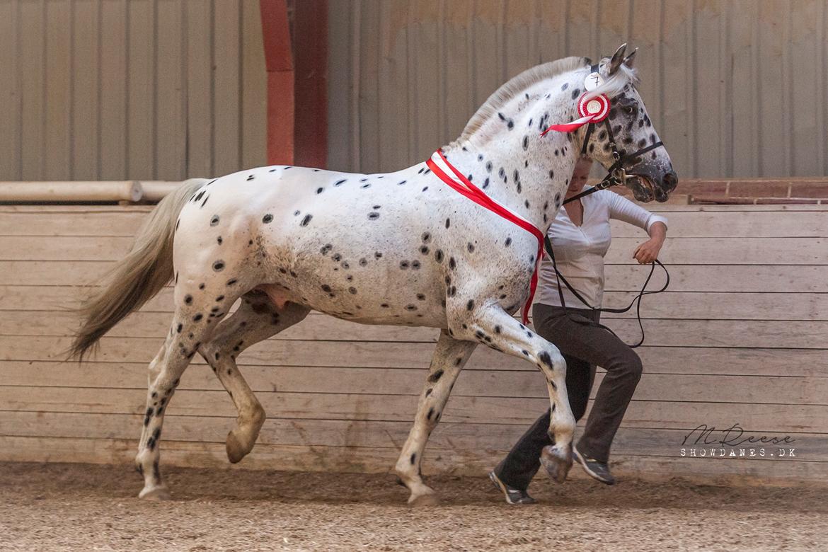 Knabstrupper Noble af kronplet billede 20