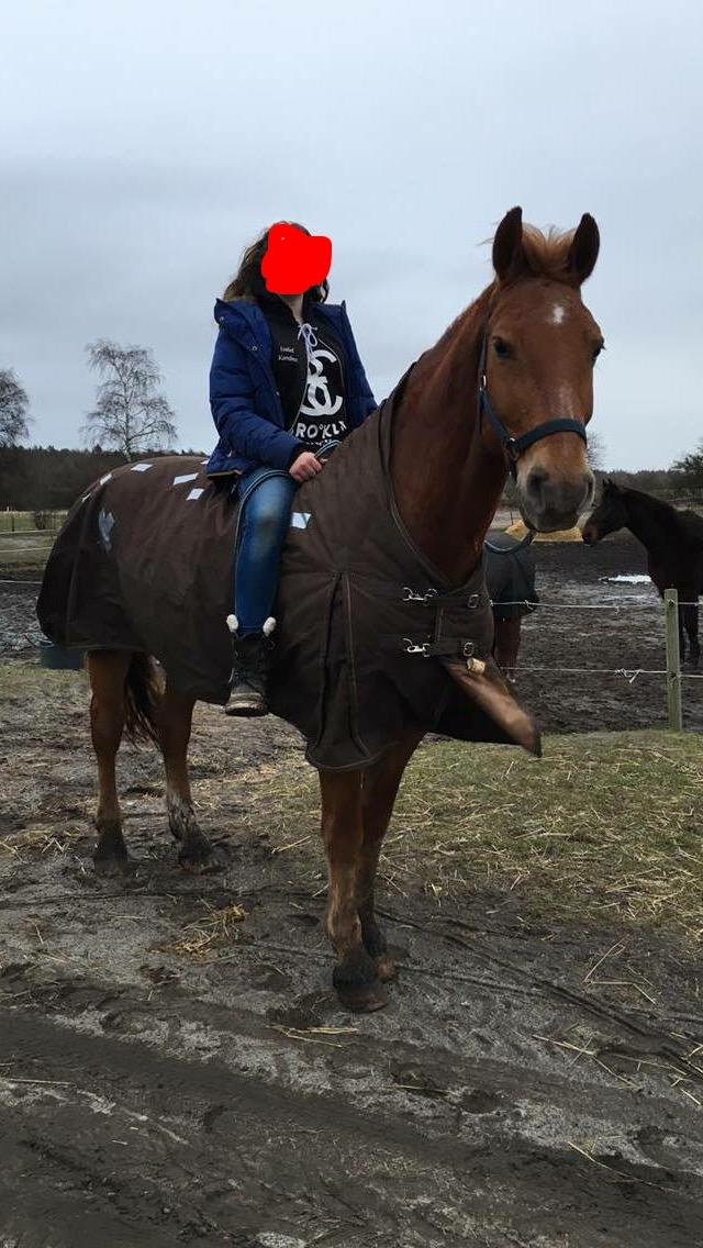 Frederiksborg Felix Landlyst SOLGT billede 7