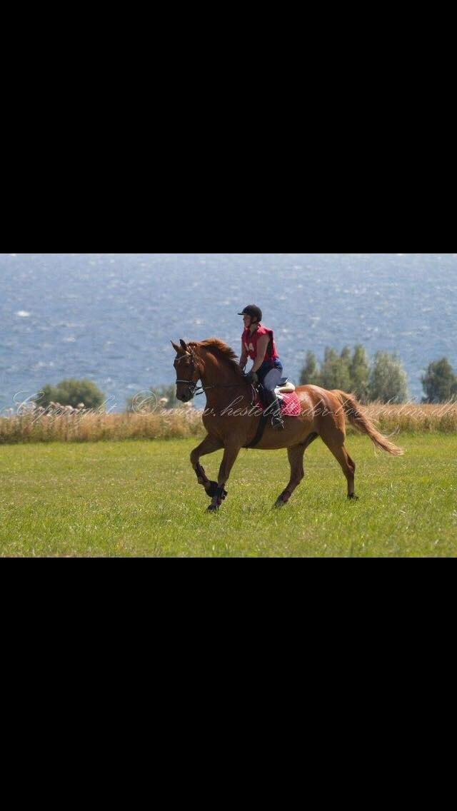 Frederiksborg Felix Landlyst SOLGT billede 8