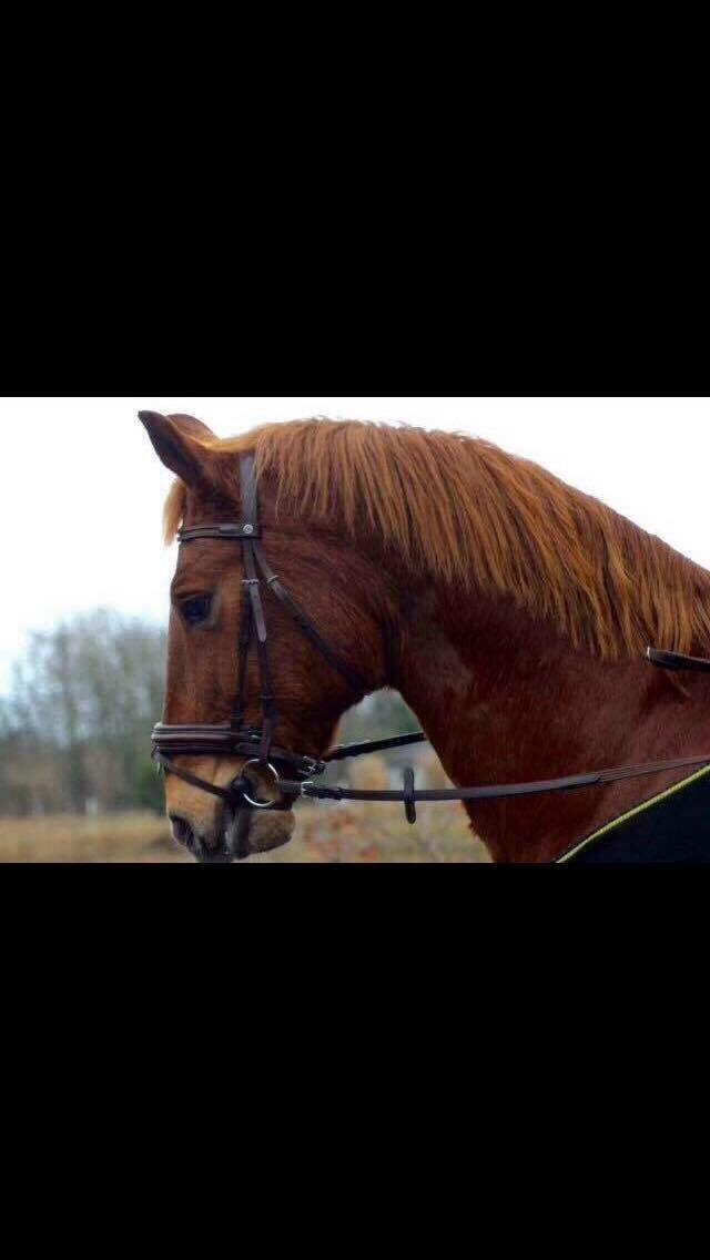 Frederiksborg Felix Landlyst SOLGT billede 10