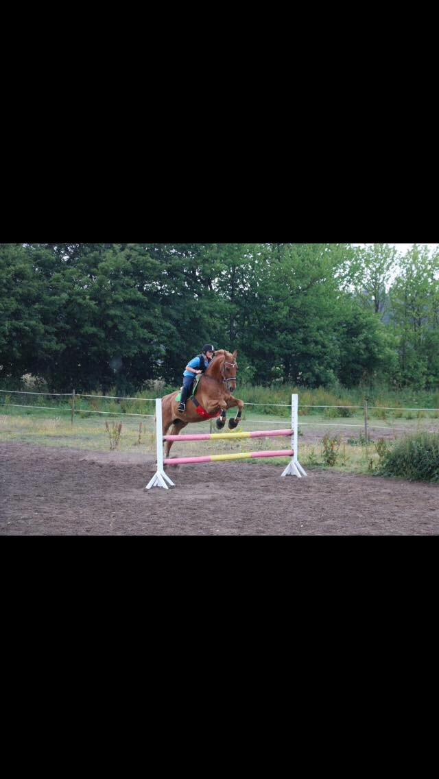 Frederiksborg Felix Landlyst SOLGT billede 9