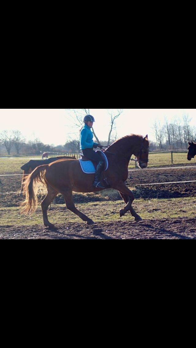 Frederiksborg Felix Landlyst SOLGT billede 11