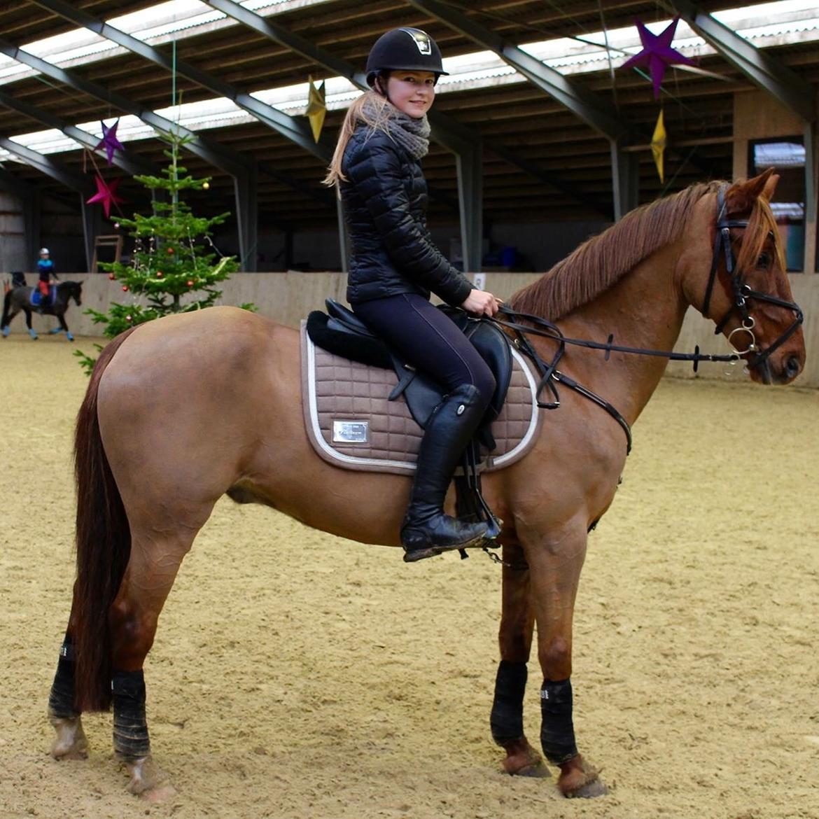 Hollandsk Sportspony Iwan A-pony billede 17