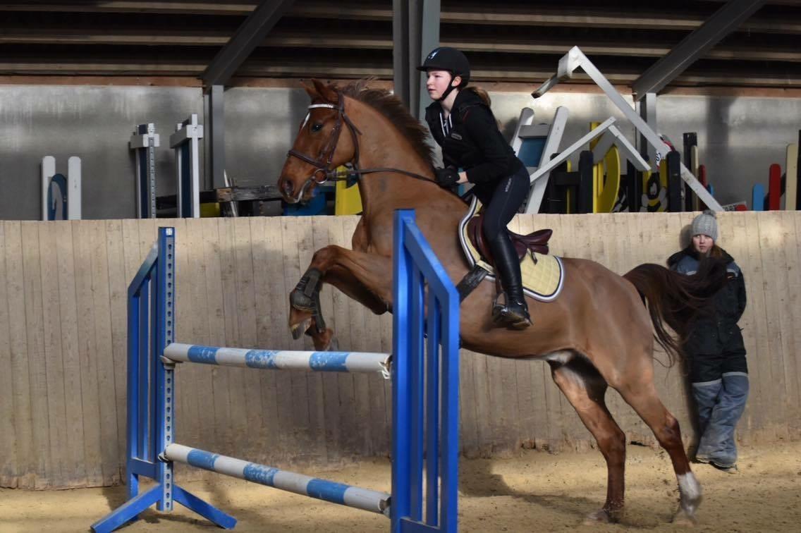 Hollandsk Sportspony Iwan A-pony - Mig og Iwan til træning<3 billede 2