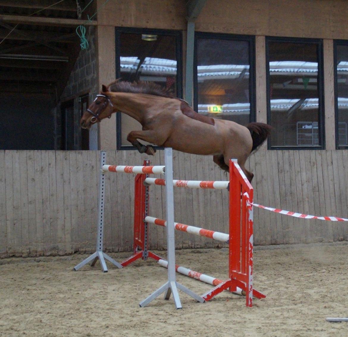 Hollandsk Sportspony Iwan A-pony - Iwan over 150 cm i løsspring!!!:D Han er den sejeste<3 billede 16