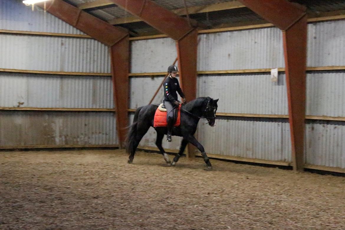 Dansk Varmblod Mosegårdens Derello "Frost" <3 billede 9