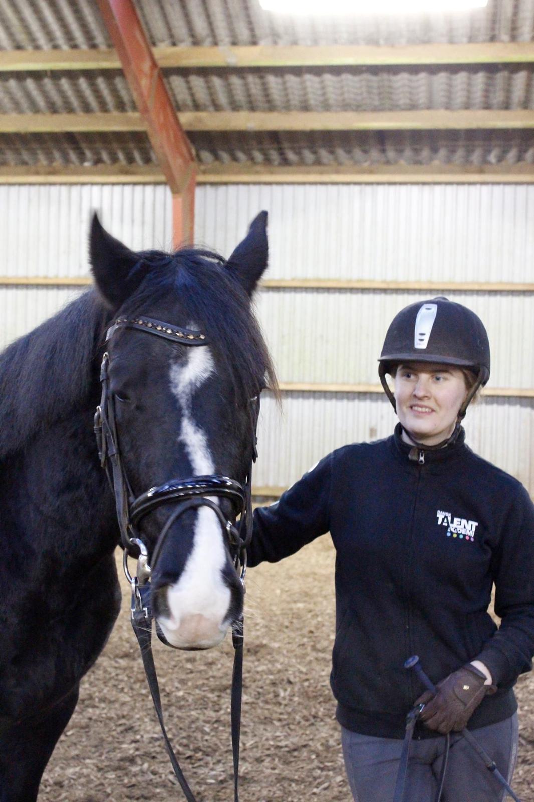 Dansk Varmblod Mosegårdens Derello "Frost" <3 billede 12