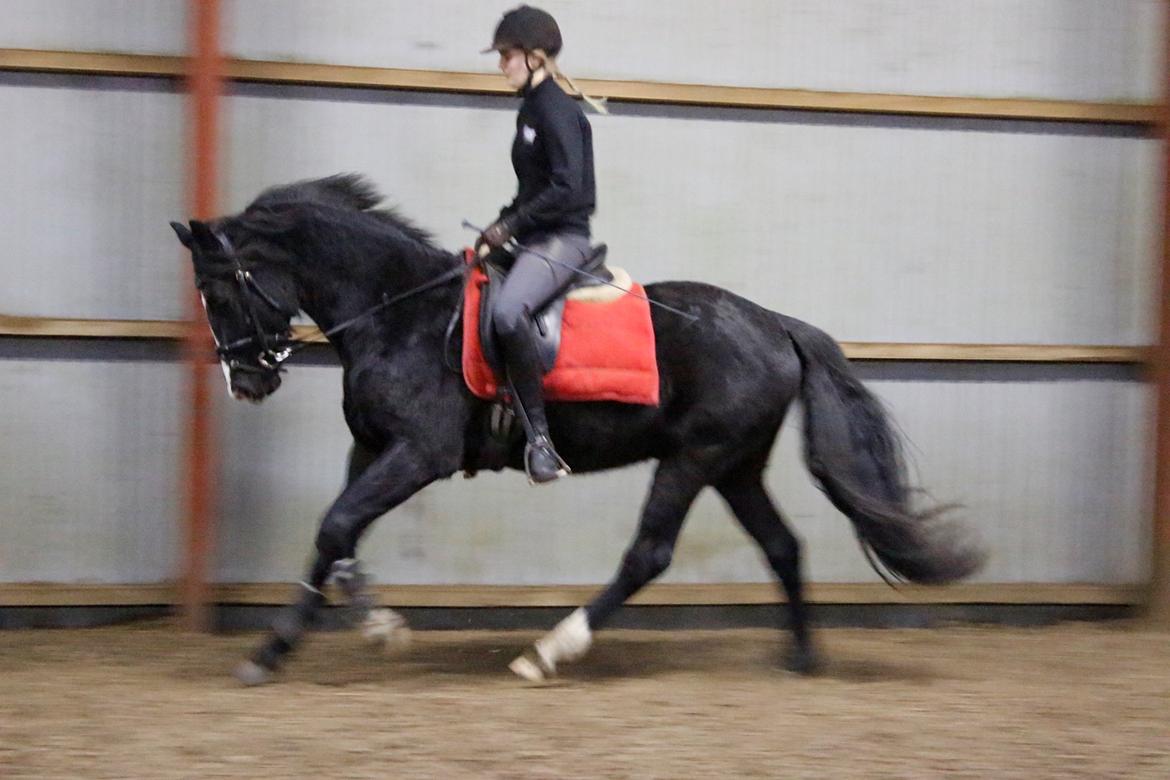 Dansk Varmblod Mosegårdens Derello "Frost" <3 billede 7