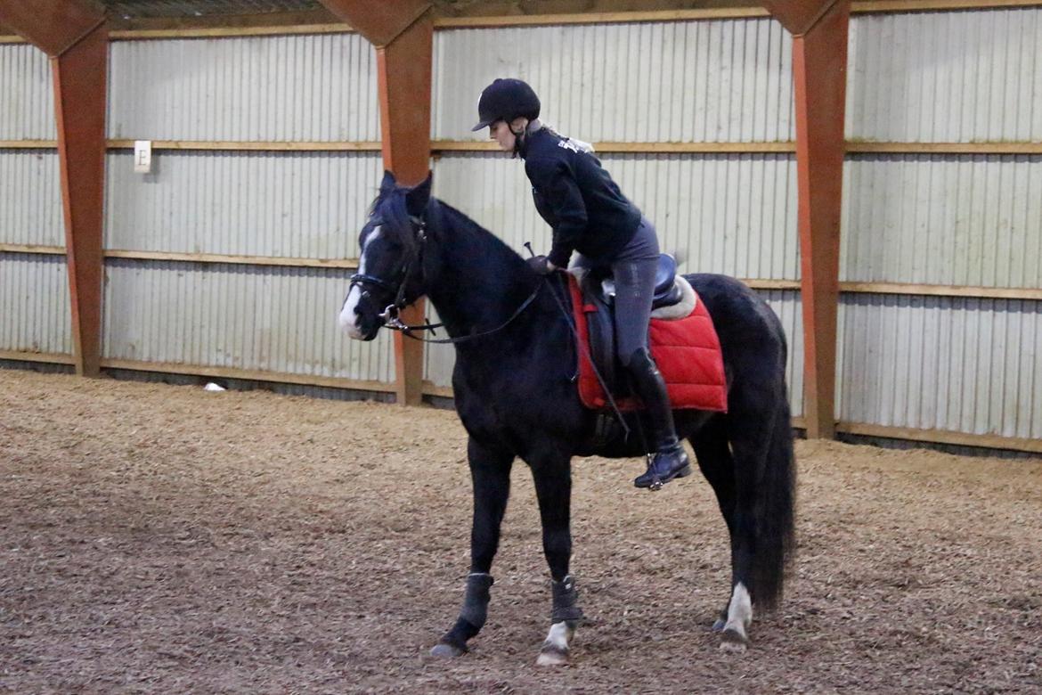 Dansk Varmblod Mosegårdens Derello "Frost" <3 billede 10