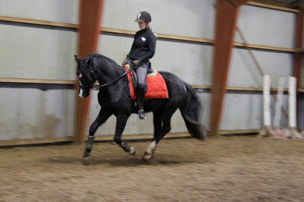 Dansk Varmblod Mosegårdens Derello "Frost" <3 billede 8