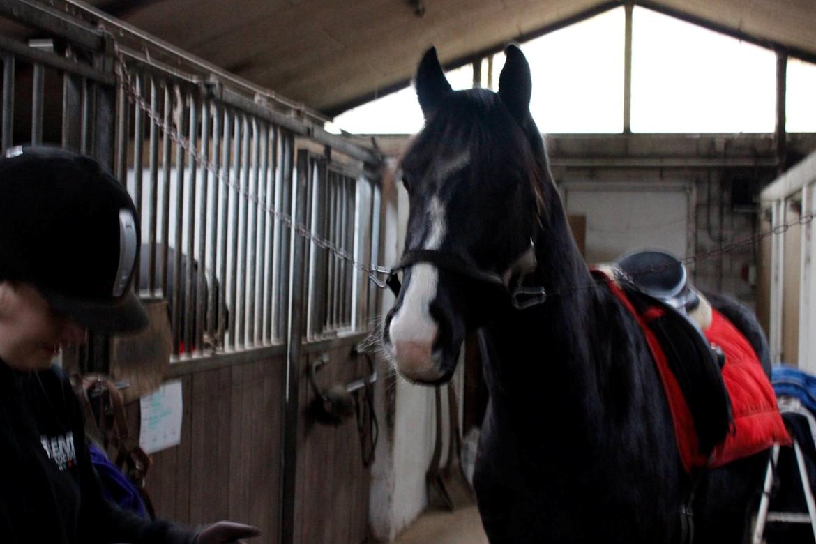 Dansk Varmblod Mosegårdens Derello "Frost" <3 billede 6