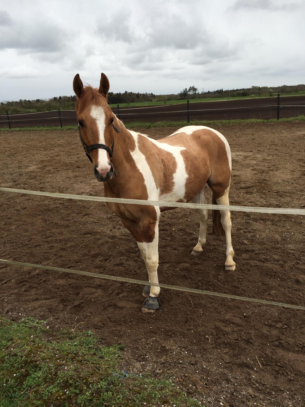 Pinto Hedegårdens safiro billede 15