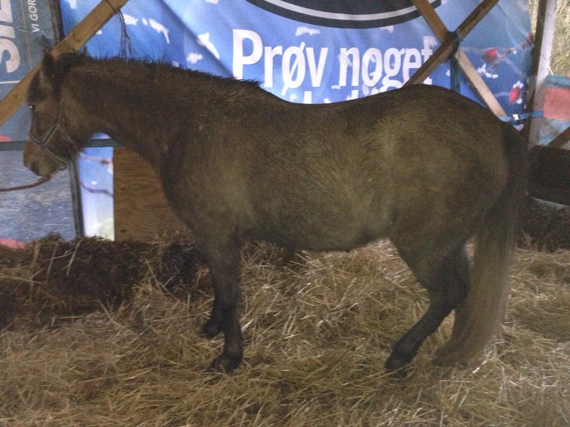 Anden særlig race Garcia Fox pox solgt billede 32