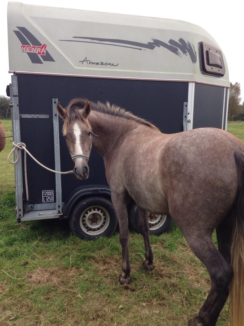 Anden særlig race Garcia Fox pox solgt billede 33