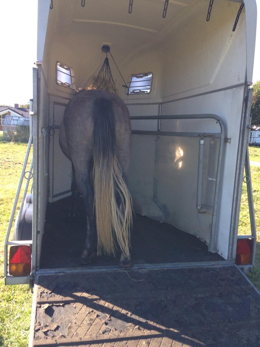 Anden særlig race Garcia Fox pox solgt billede 34