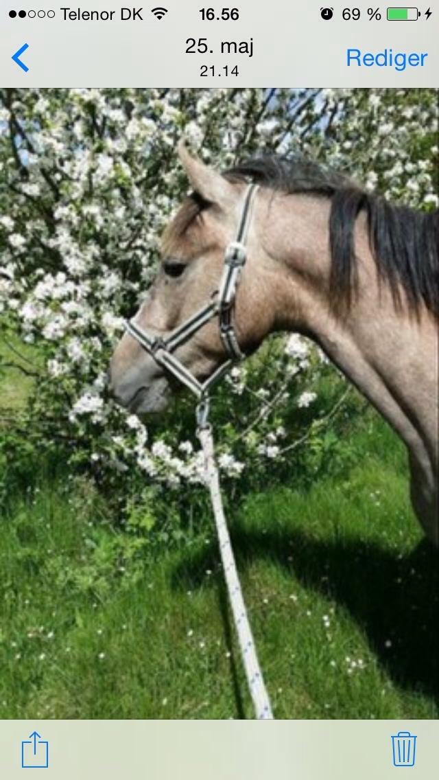 Anden særlig race Garcia Fox pox solgt billede 35