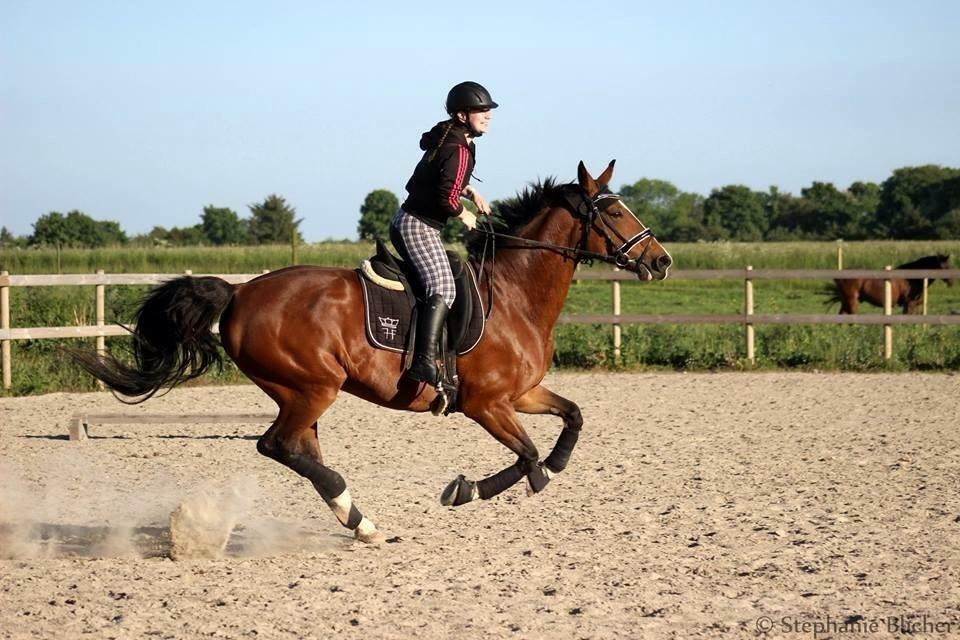 Frederiksborg Miss moonlight  billede 5