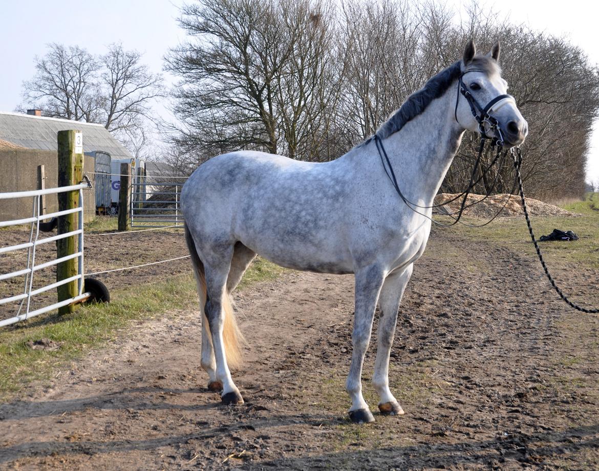 Holstener Limara billede 10