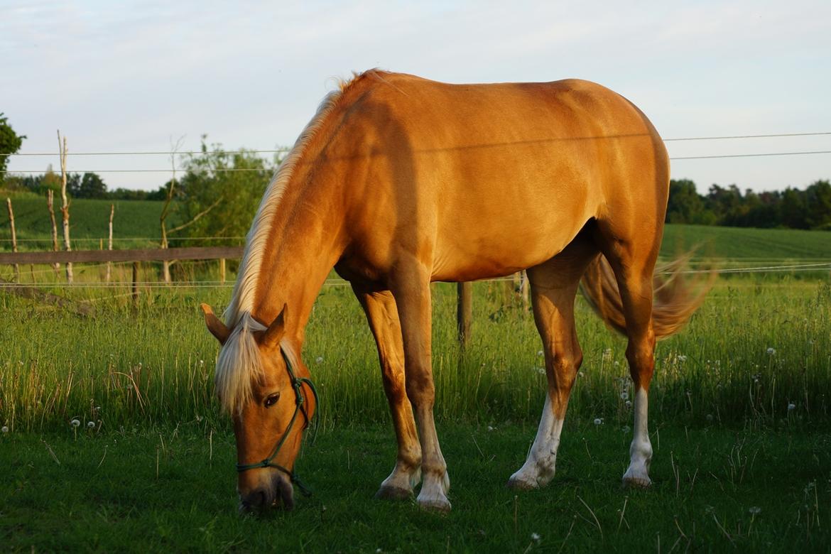 Palomino Maribos pride - 24 maj 2014 billede 12