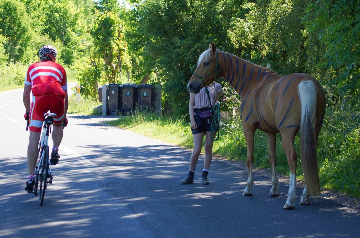 Palomino Maribos pride - 9 juni 2014 billede 17